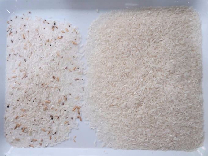 Trieuse de couleur de riz de CCD, trieuse de couleur, sélecteur de couleur pour le grain, céréale, blé, maïs, arachide,